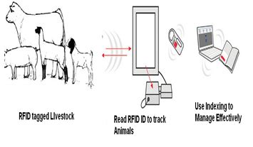 rfid chips have been used to track livestock|radio frequency identification technology.